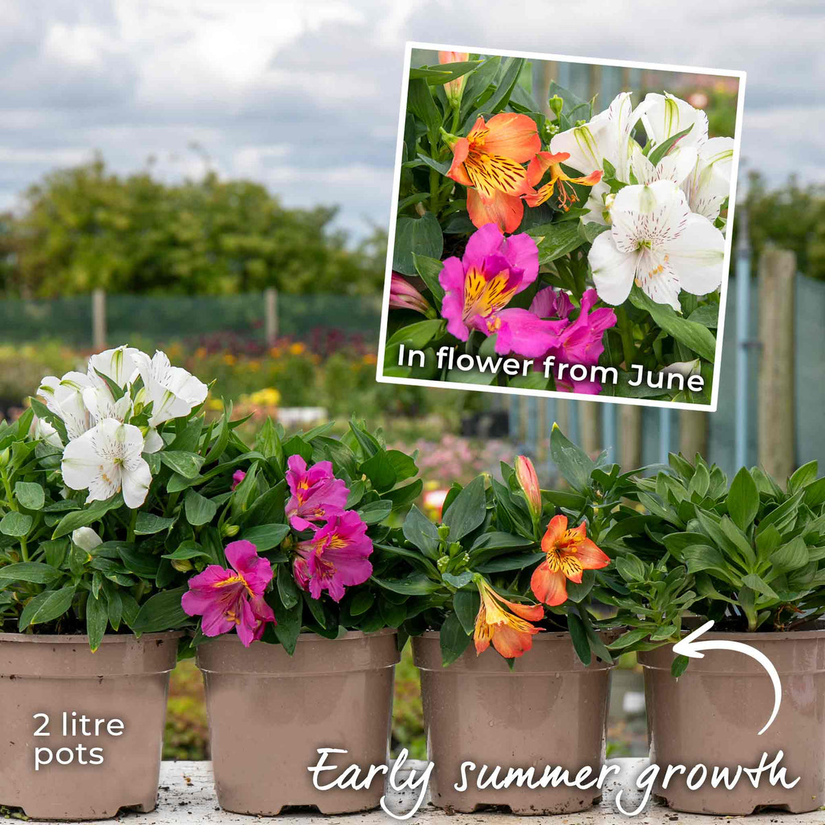 Alstroemeria 'inticancha Bryce' Peachy Orange Compact Perennial Jumbo Plug Plants | Set of 3 | Orange