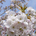 Prunus Sunset Boulevard Flowering Tree 6ft Tall Supplied In A 12 Litre Pot