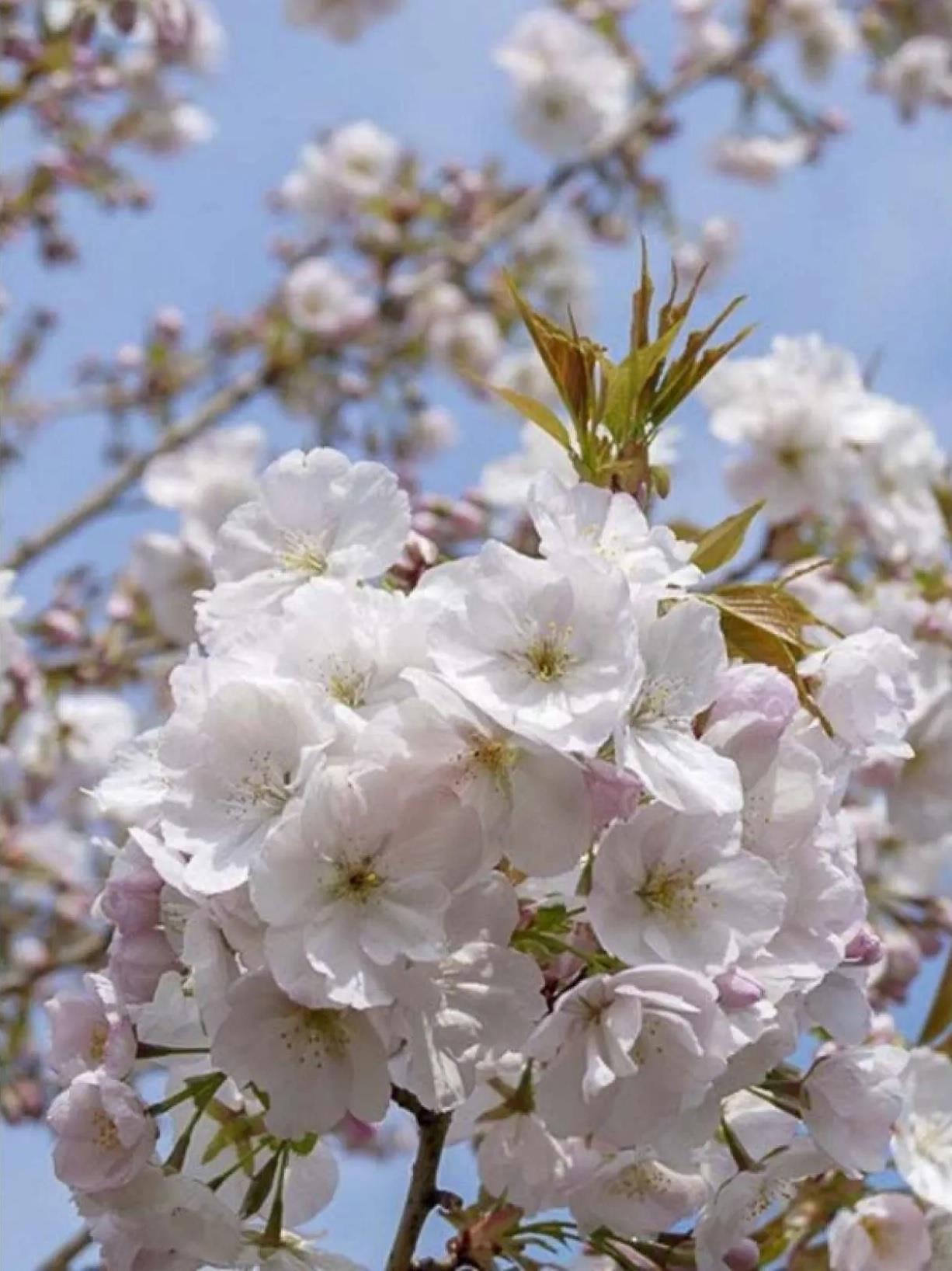 Prunus Sunset Boulevard Flowering Tree 6ft Tall Supplied In A 12 Litre Pot