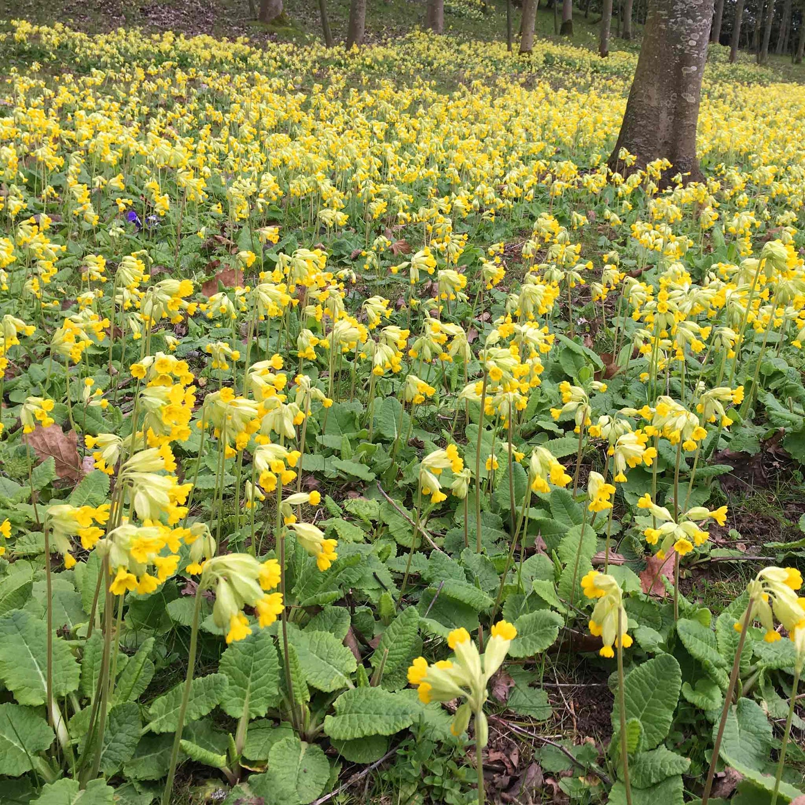 Primula Veris (cowslip) Plants | 3 x 9cm | Yellow