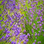 Lavender Duo Plug Plants | Set of 48
