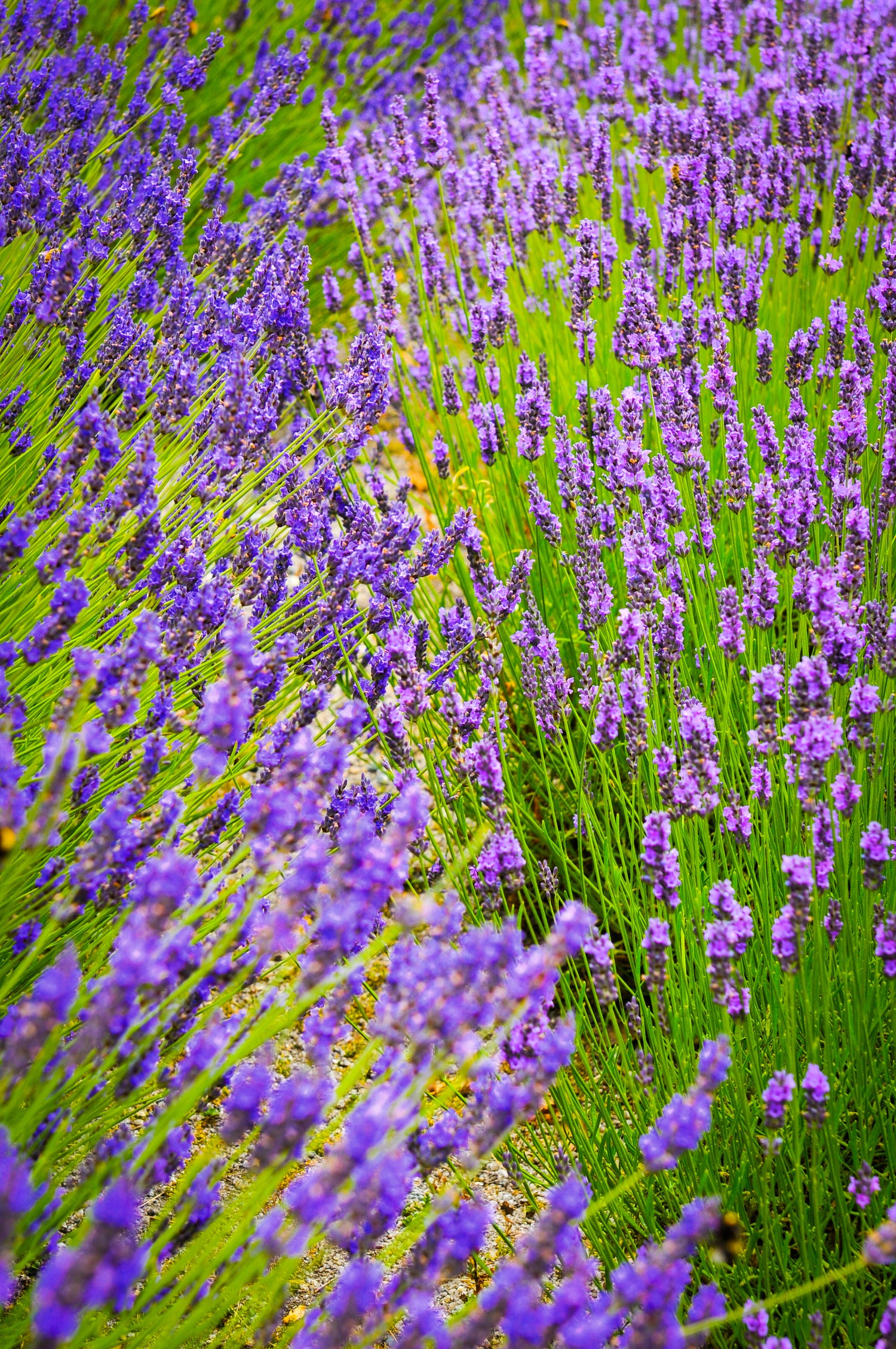 Lavender Duo Plug Plants | Set of 48