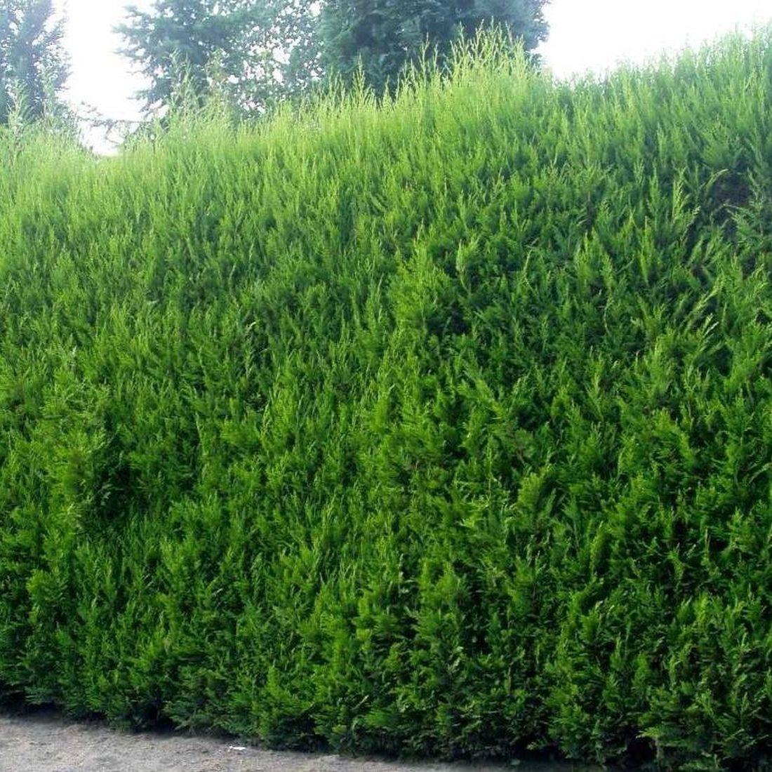 Direct Plants Green Leylandii Cupressocyparis Leylandii Hedging Trees 6ft Pallet Of 10 Supplied In 10 Litre Pots