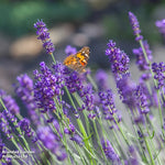 Lavender English Plants | Set of 20