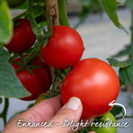 Tomato Seeds Cordon 'maisey' F1 | 8 Seeds