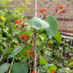 Runner Bean Firestorm | 12 x Pro Grower Plugs | Red