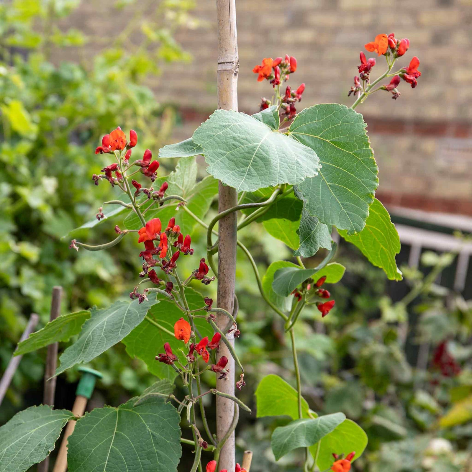 Runner Bean Firestorm | 12 x Pro Grower Plugs | Red