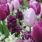 Tulip, Hyacinth + Anemone Collection Bulbs | 60 x Bulbs