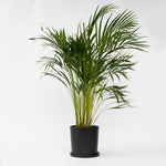 Areca Palm 'golden Cane' - Dypsis Lutescens - Height 100-120cm - ⌀21cm | Set-of-1 | Green