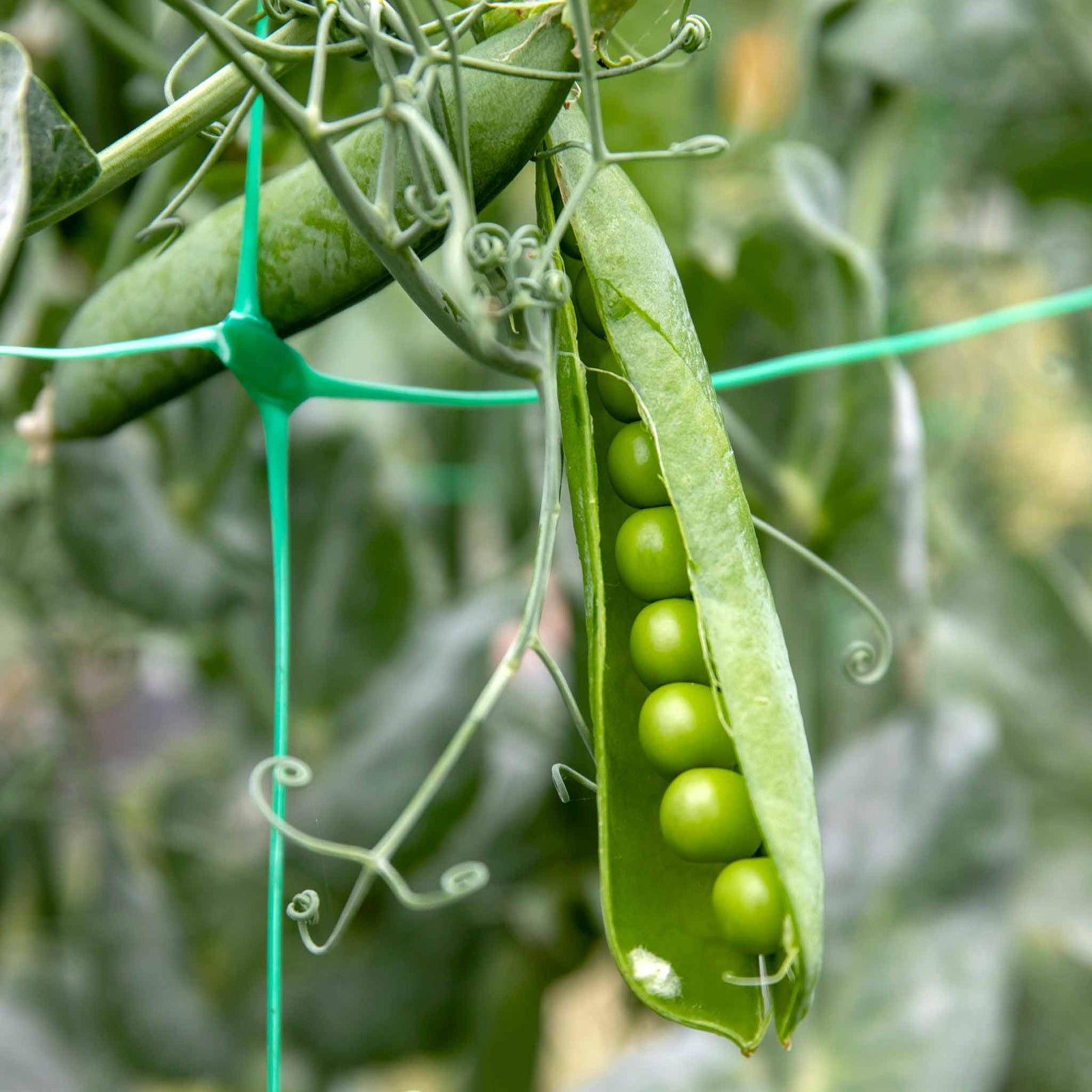 Pea 'alderman' Maincrop - Multi-sown Despatched From May | 12 x Plug Plants | Green
