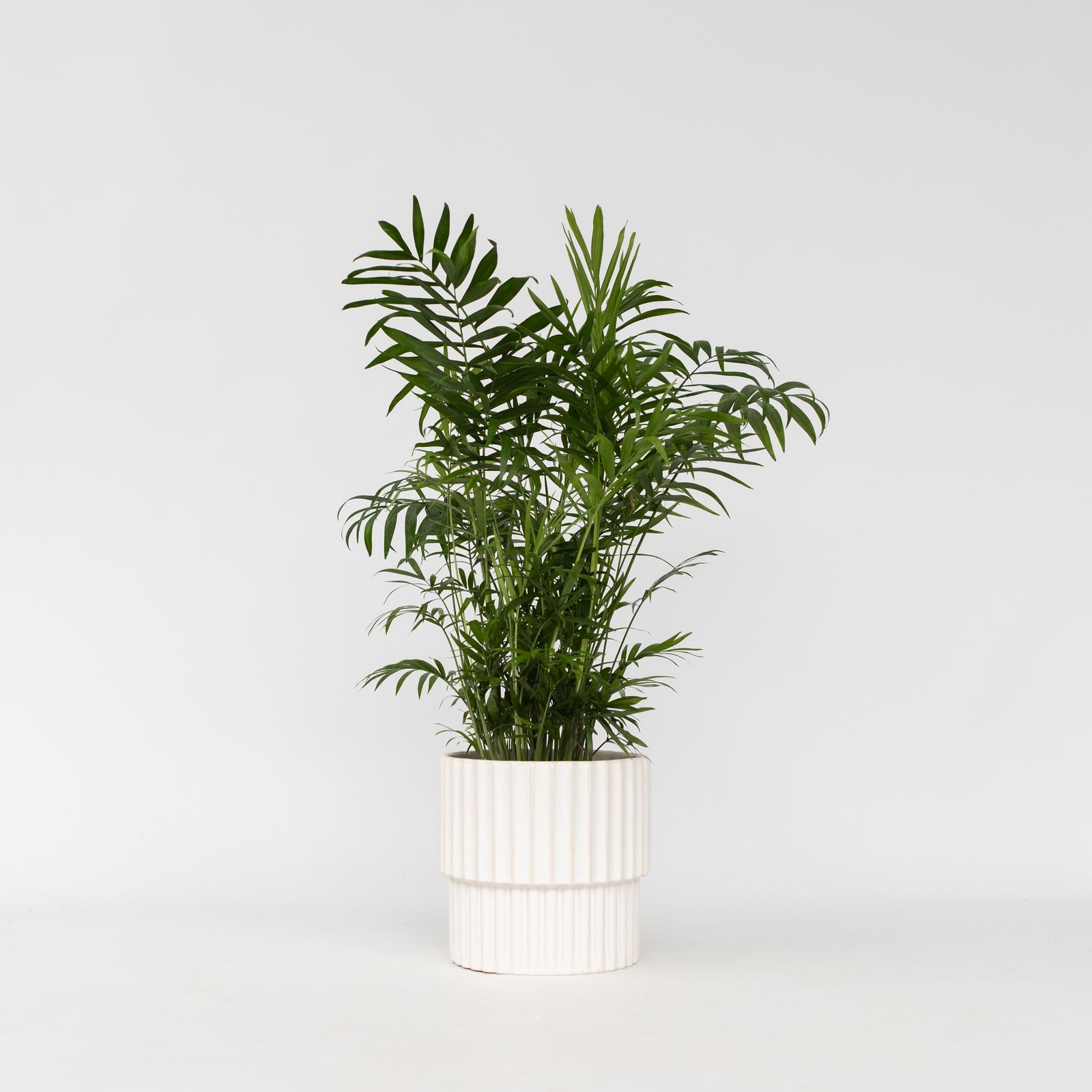 Parlour Palm - Chamaedorea Elegans - Height 50-60cm - ⌀17cm | Set-of-1 | Green