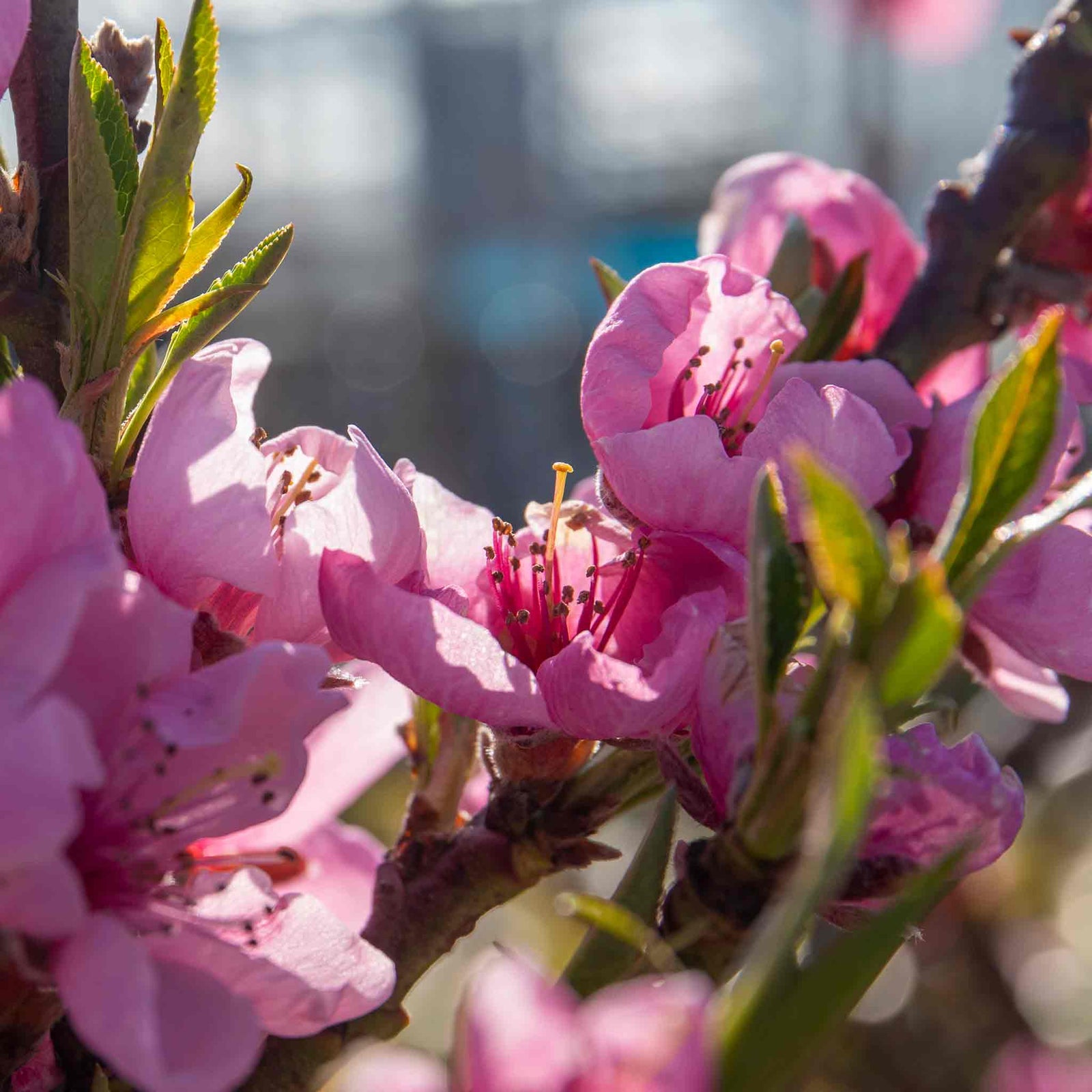 Nectarine 'flavourtop' Patio Mini Stem Tree | 1 x 5L