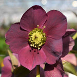 Pretty Amazing Hellebore Collection - 4 Flowering Plants In 9cm Pots