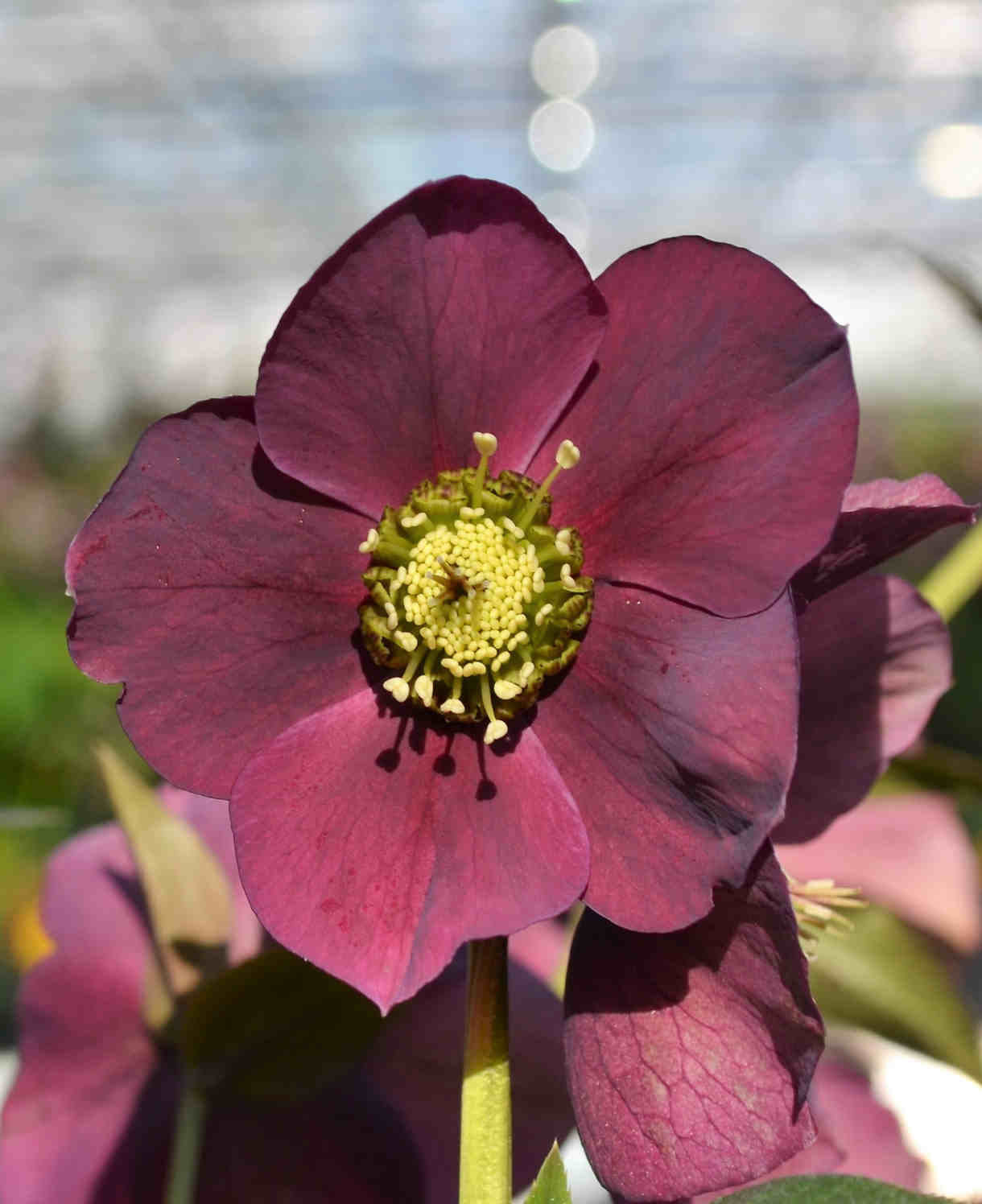 Pretty Amazing Hellebore Collection - 4 Flowering Plants In 9cm Pots