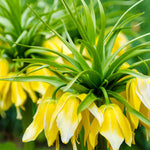 Hayloft Fritillaria Summer Skyline Collection - 9 Bulbs (3 Of Each)