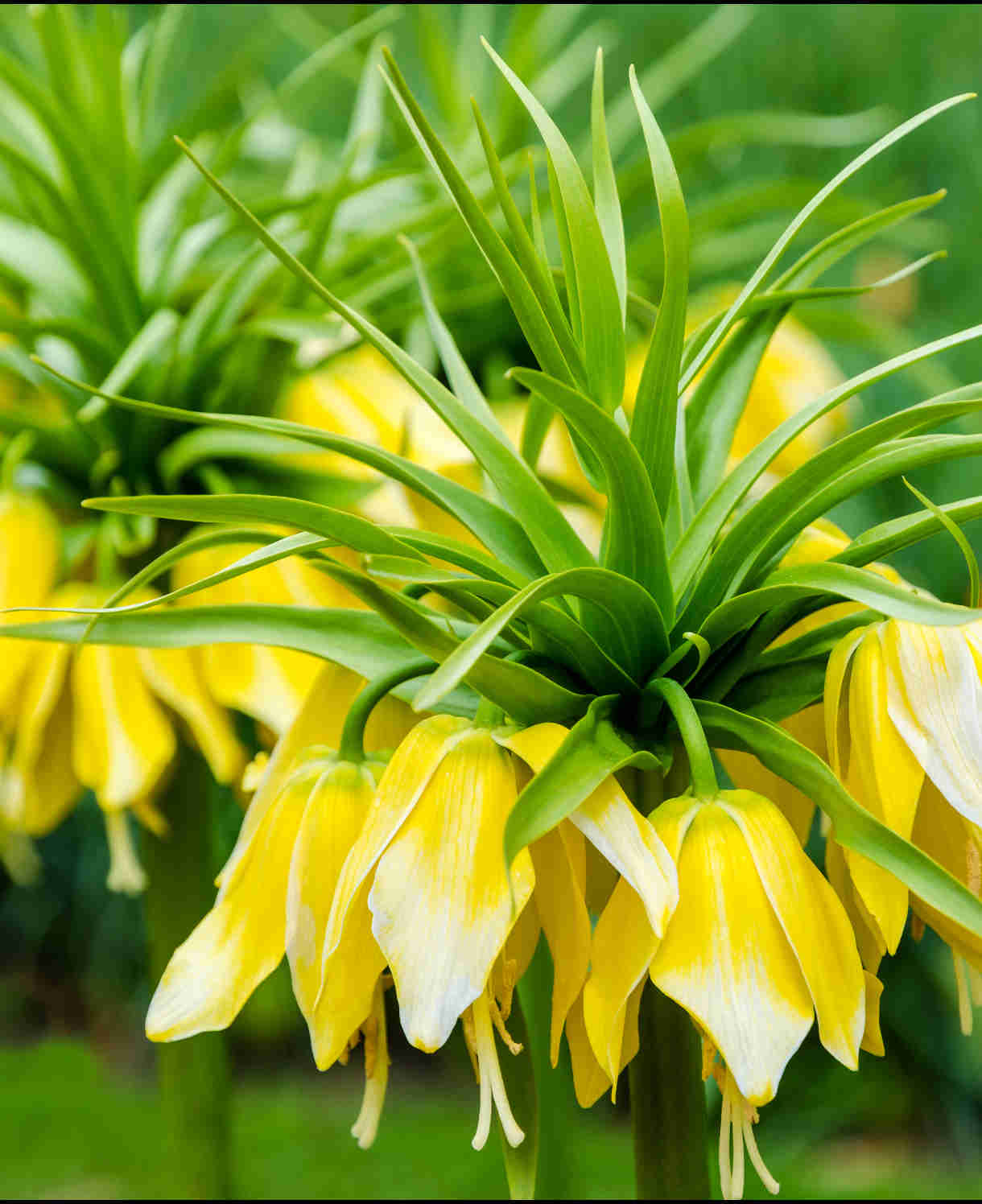 Hayloft Fritillaria Summer Skyline Collection - 9 Bulbs (3 Of Each)
