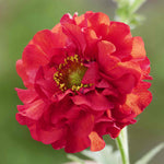 Geum 'firestarter' – Red Scented Perennial, 50 Cm | 6 x Jumbo Plugs | Red