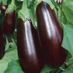Grafted Aubergine Plant Long Purple | 1 x 7cm | Purple