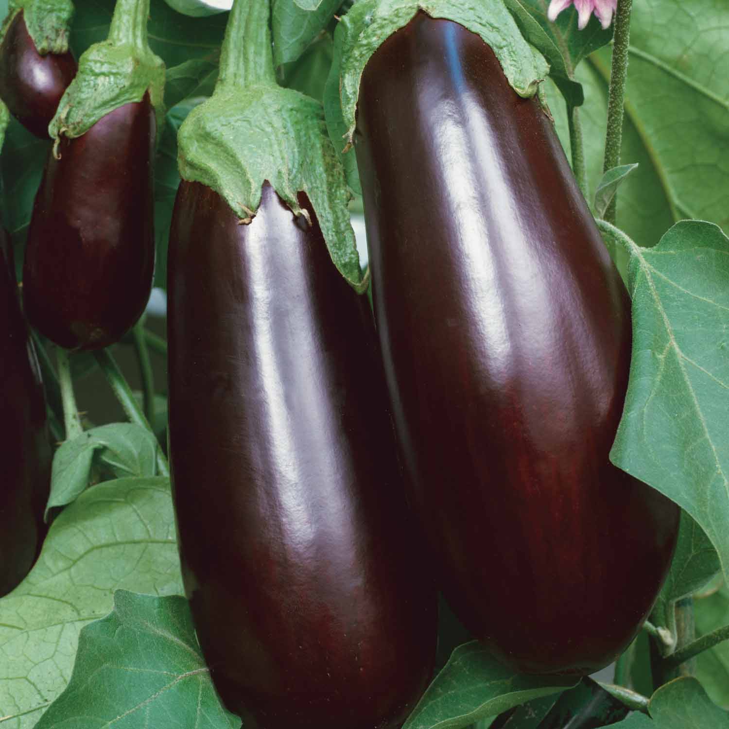 Grafted Aubergine Plant Long Purple | 1 x 7cm | Purple