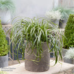 Carex Ribbon Falls 9cm Pot | 1 x 9cm