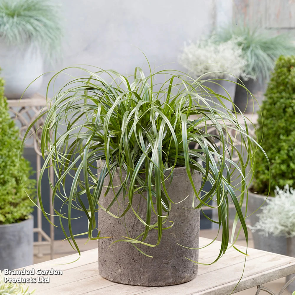 Carex Ribbon Falls 9cm Pot | 1 x 9cm