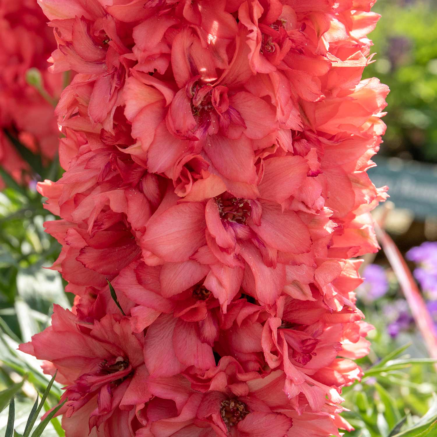 Delphinium 'red Lark' - Compact Salmon-red Spires | 1 x 2L