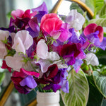 Sweet Pea 'flower Arranger's Blend' Scented Pastel Mix Seeds | 50 Seeds