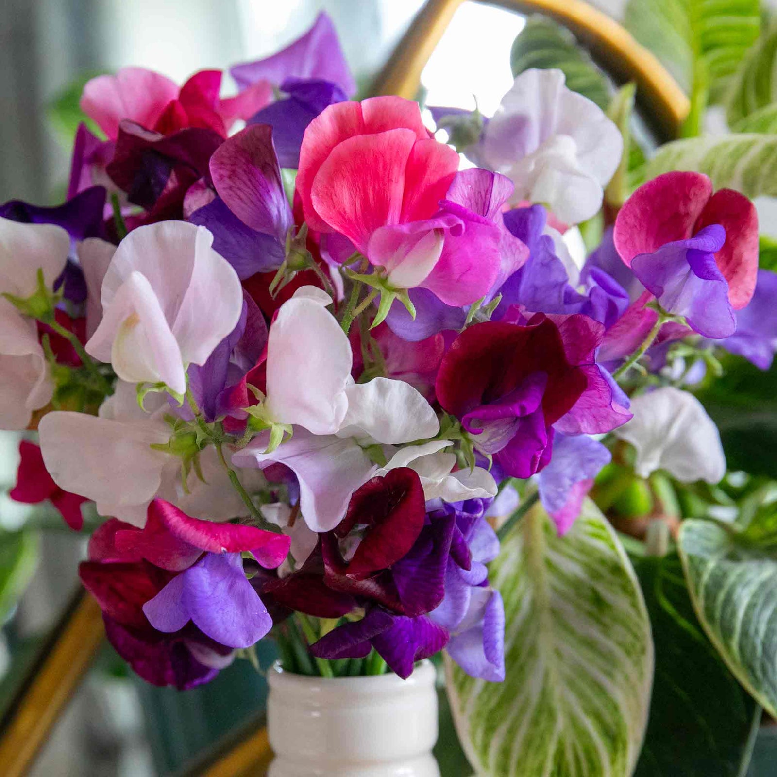 Sweet Pea 'flower Arranger's Blend' Scented Pastel Mix Seeds | 50 Seeds