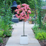 Rose Patio Standard 1 X 40cm Bare Root Plant | Pink