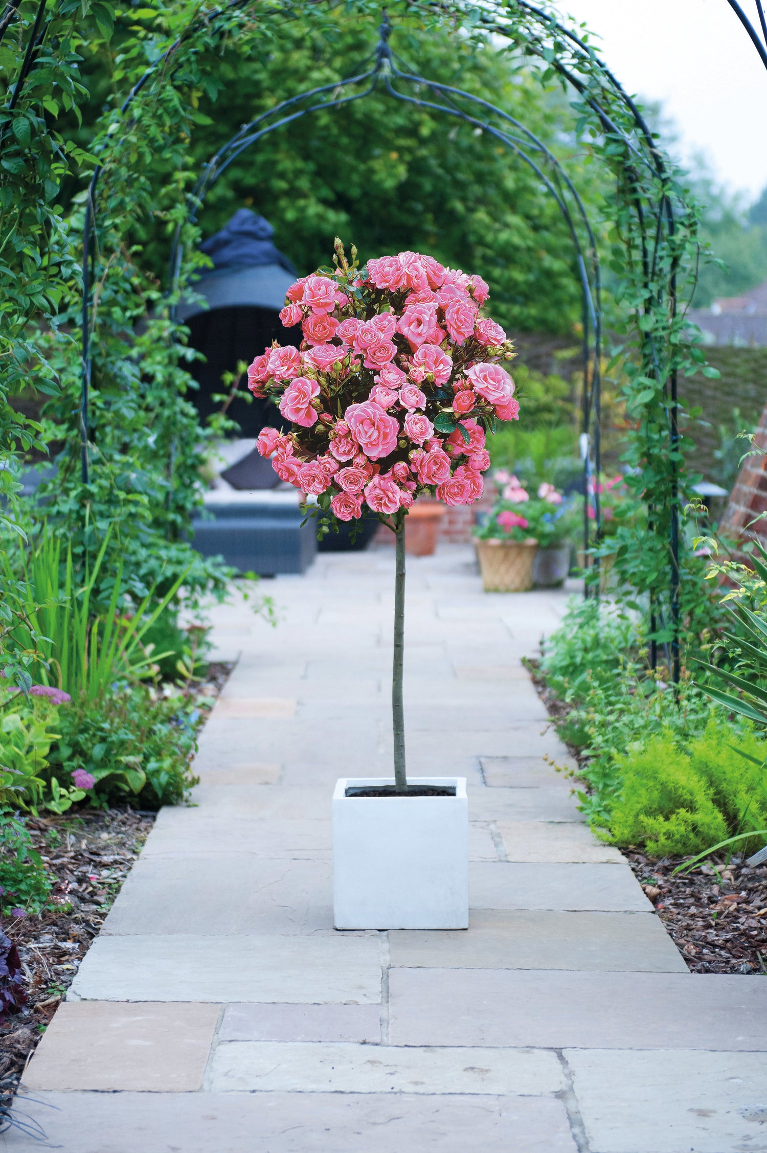 Rose Patio Standard 1 X 40cm Bare Root Plant | Pink