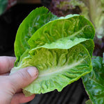 Little Gem Lettuce Garden-ready | 12 x Plug Plants | Green
