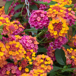 Lantana 'passion Fruit' Trailing Pink And Orange Bedding Plant | 12 x Plug Plants | Multi