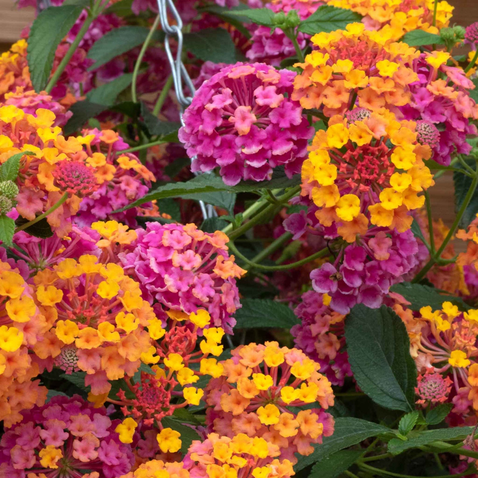 Lantana 'passion Fruit' Trailing Pink And Orange Bedding Plant | 12 x Plug Plants | Multi