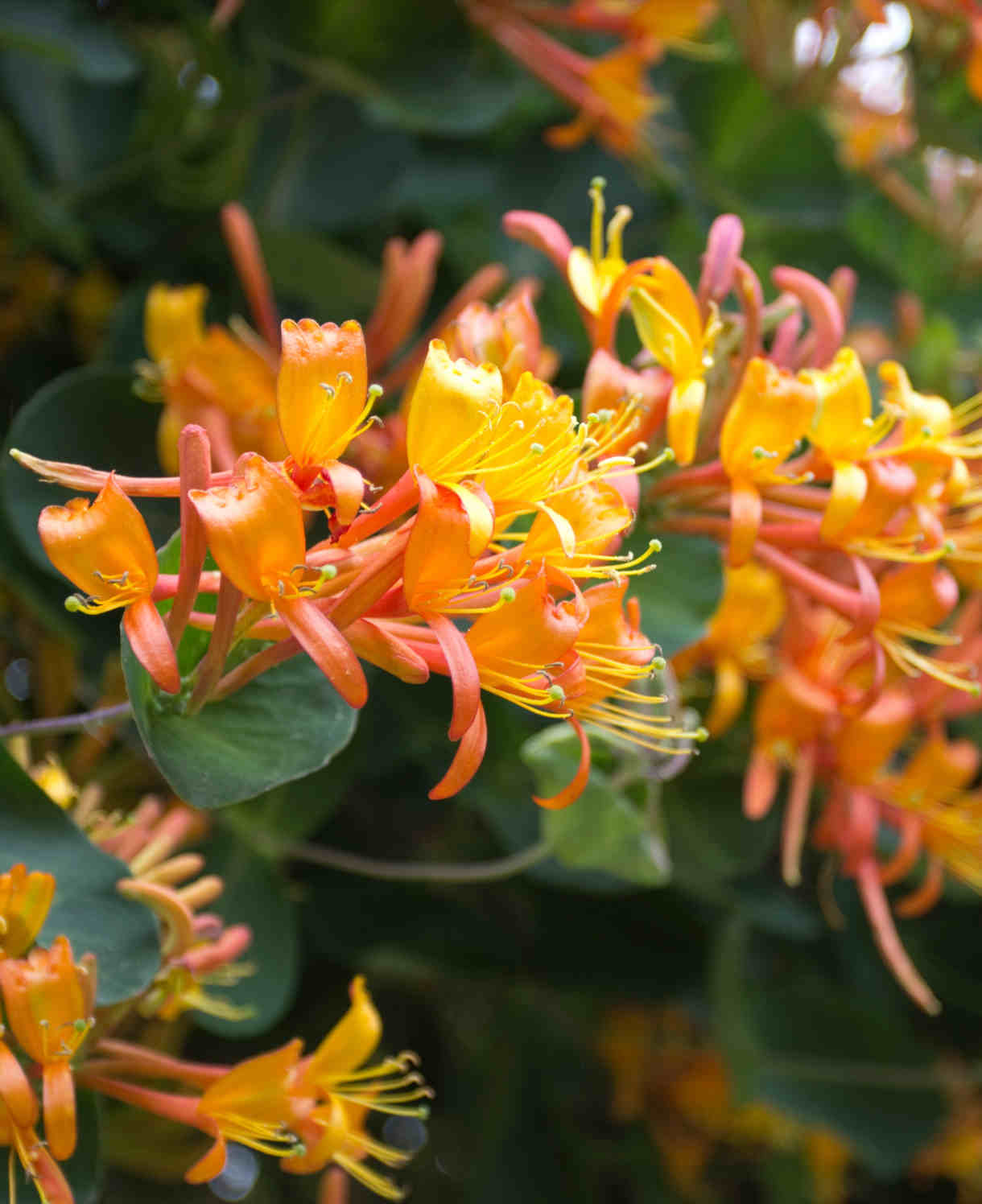 Hayloft Lonicera Collection 3 Stunning Honeysuckle Plants In 9cm Pots