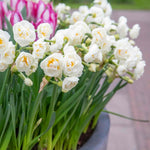 Daffodil 'bridal Crown' Fragrant Double White Narcissus | 10 x Bulbs | Yellow & White