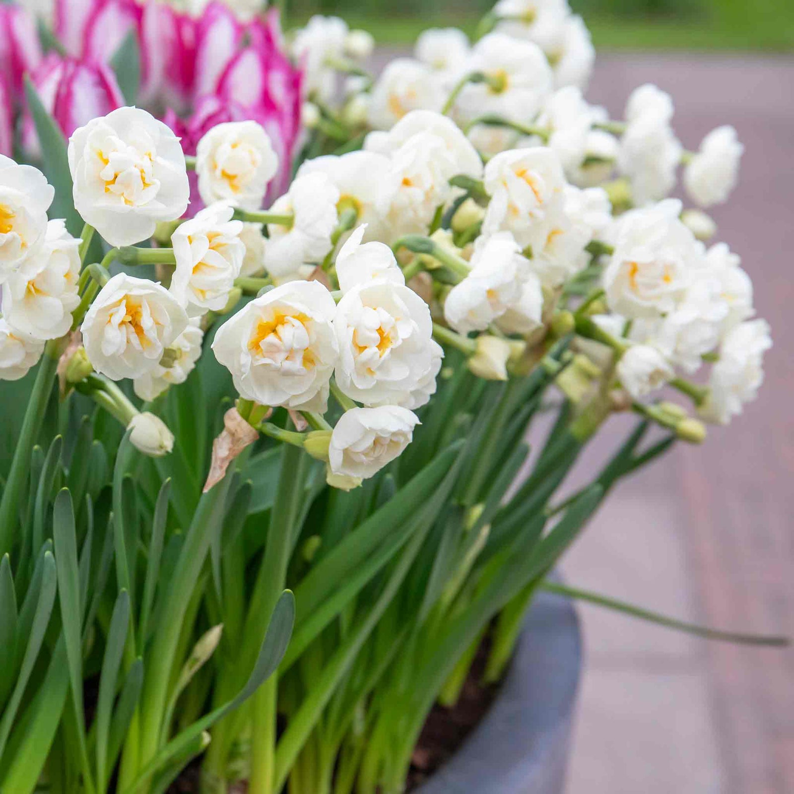 Daffodil 'bridal Crown' Fragrant Double White Narcissus | 10 x Bulbs | Yellow & White