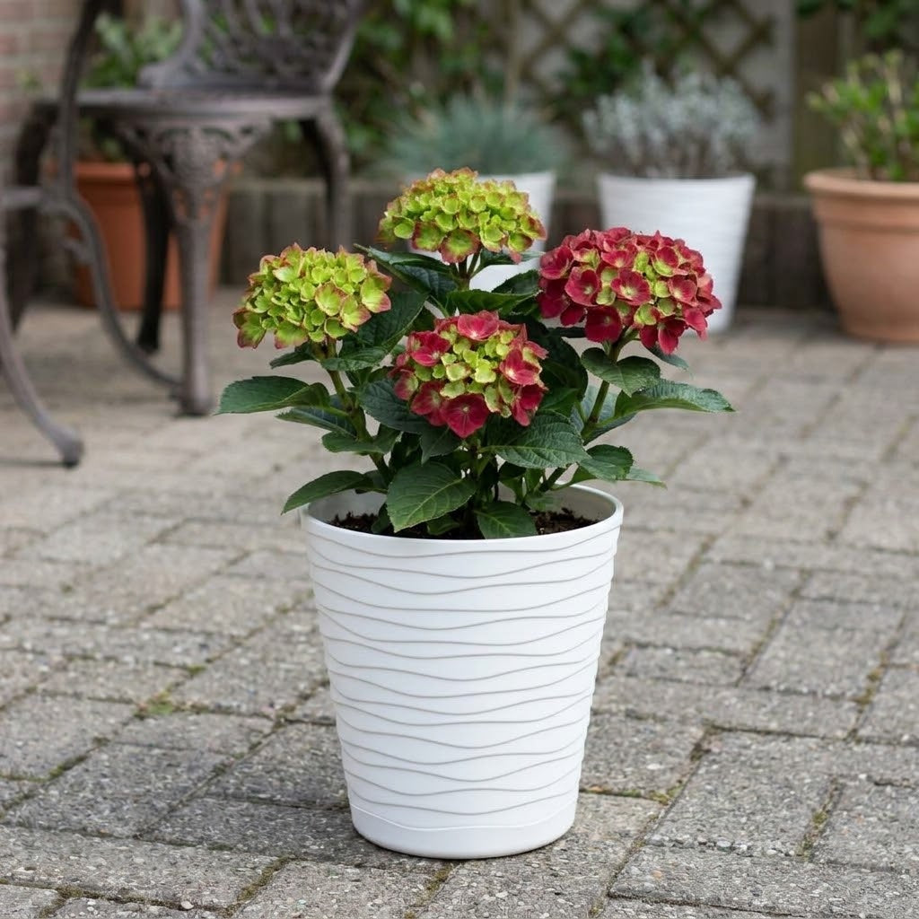 Hayloft Hydrangea Macrophylla 'rebellion Pistachio Love' & Pot