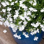 Lobelia 'waterfall White Sparkle' Seed-raised Trailing White Bedding | 12 x Jumbo Plugs | White