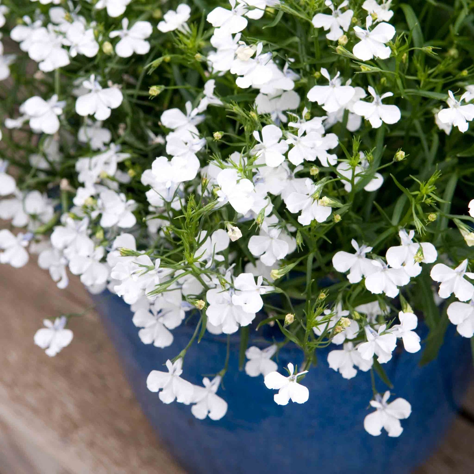 Lobelia 'waterfall White Sparkle' Seed-raised Trailing White Bedding | 12 x Jumbo Plugs | White