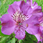 Hayloft Alstroemeria Pitchoune 'lucas' - 3 x 9cm pots