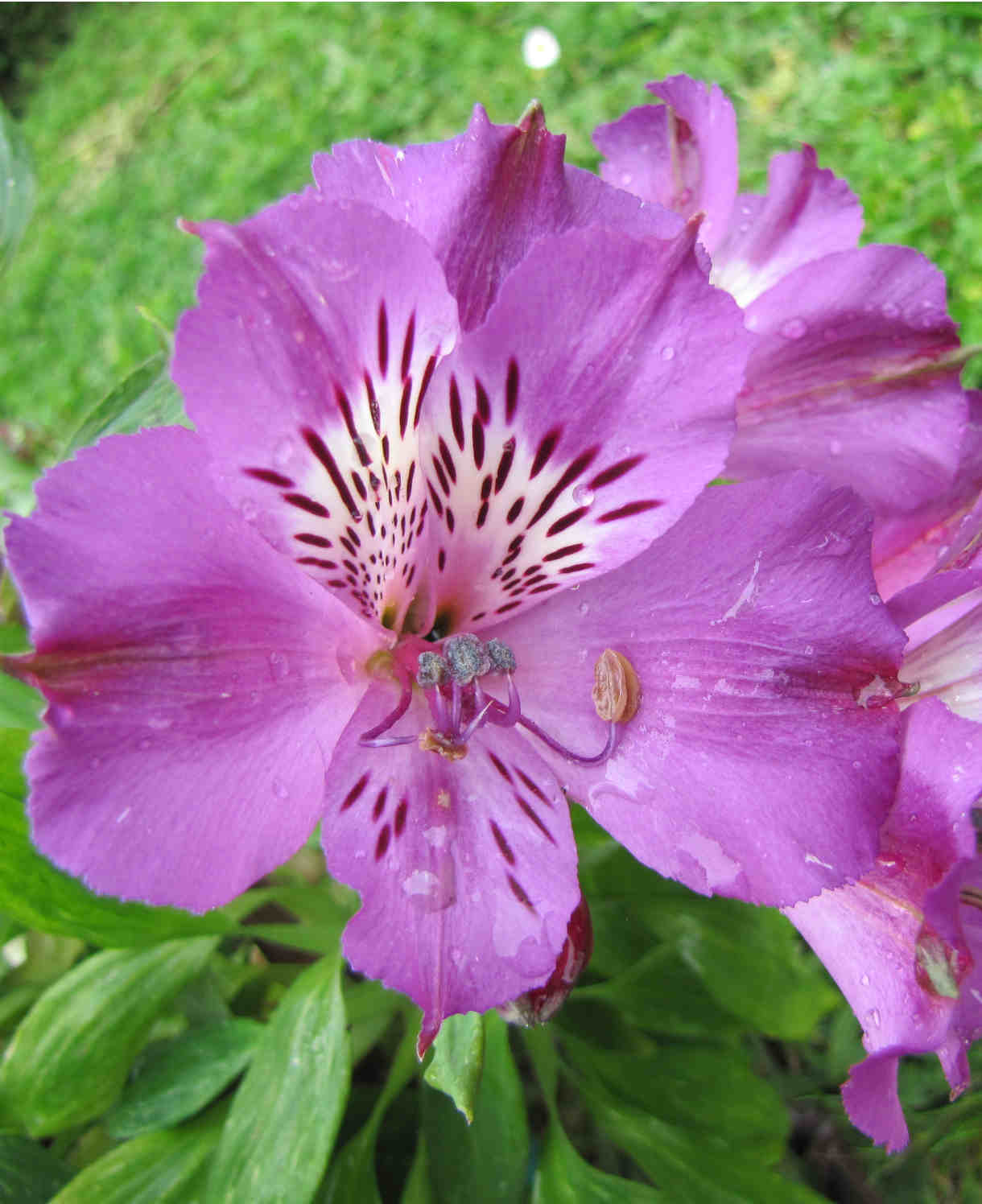 Hayloft Alstroemeria Pitchoune 'lucas' - 3 x 9cm pots
