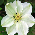 Clematis 'guernsey Cream' - 8cm Pots | Set-of-3 | White