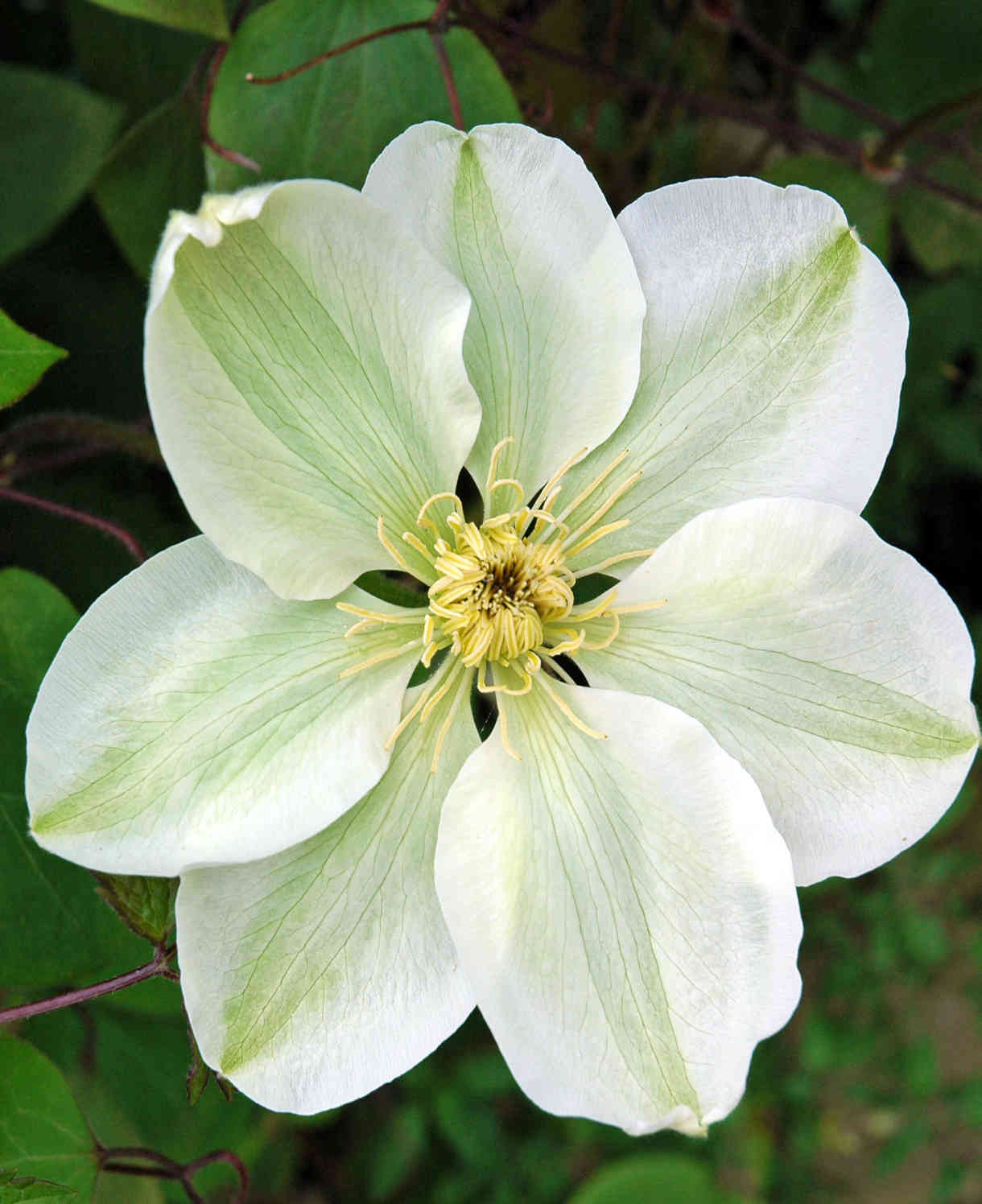 Clematis 'guernsey Cream' - 8cm Pots | Set-of-3 | White