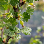 Gooseberry 'hinnonmaki Red' Standard Plant 3l | Set of 1