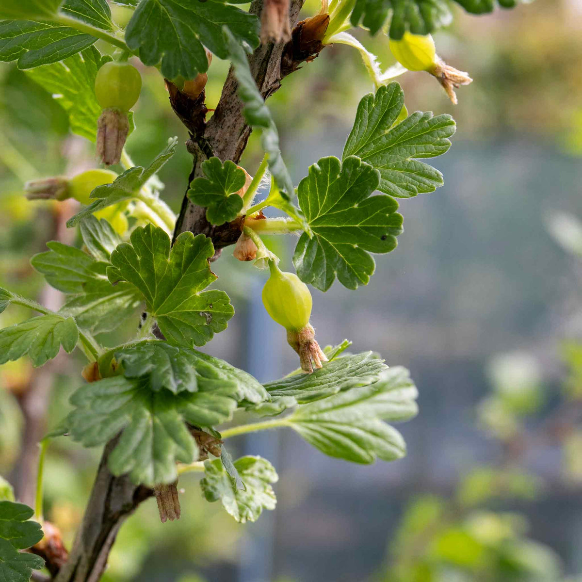 Gooseberry 'hinnonmaki Red' Standard Plant 3l | Set of 1