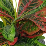 40cm Artificial Codiaeum Multicoloured House Plant
