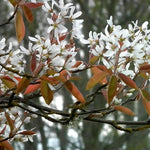 Amelanchier Glennform Tree 6ft Tall Supplied In A 12 Litre Pot
