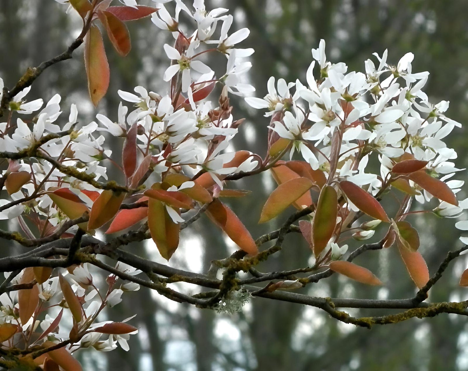 Amelanchier Glennform Tree 6ft Tall Supplied In A 12 Litre Pot