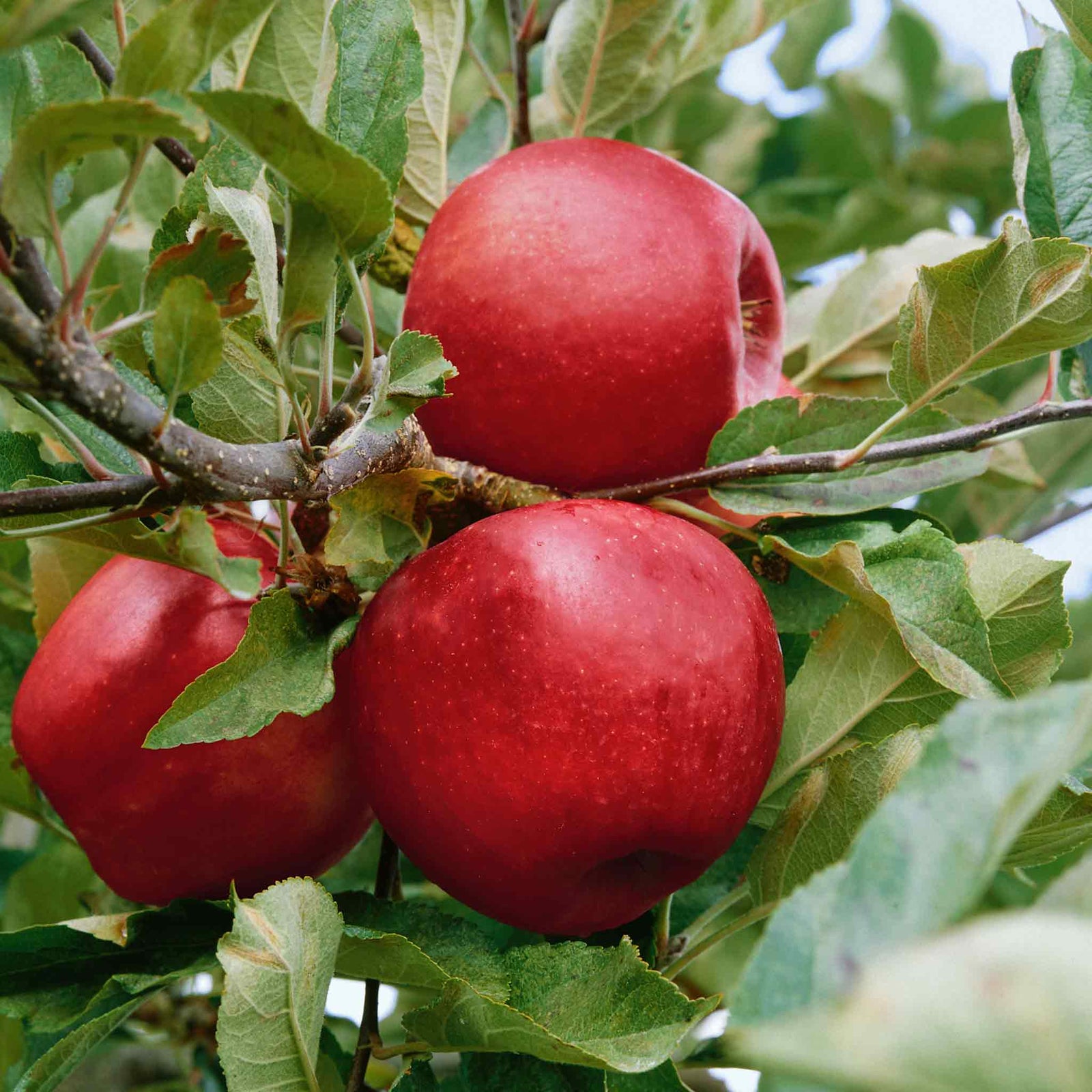 Patio Apple Tree Elstar Dwarf 1.2m | 1 x 5L | Yellow