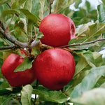 Patio Apple Tree Elstar Dwarf 1.2m | 1 x 2L | Yellow